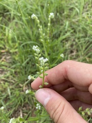 Myosotis verna