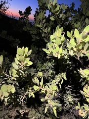 Arctostaphylos otayensis