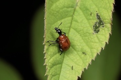 Compsapoderus