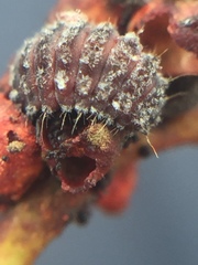 Rhyzobius ventralis