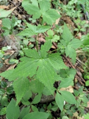Geranium wilfordii
