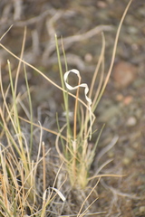 Stipagrostis ciliata capensis