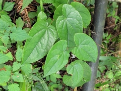 Epimedium sagittatum