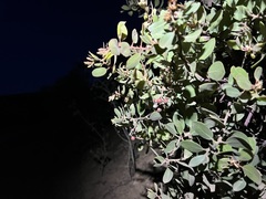 Arctostaphylos otayensis