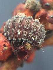Rhyzobius ventralis