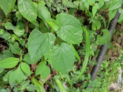 Epimedium sagittatum