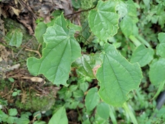 Epimedium sagittatum