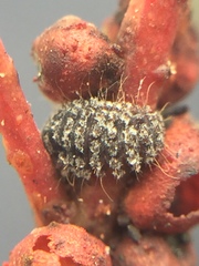 Rhyzobius ventralis