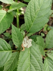 Percnia