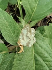 Percnia