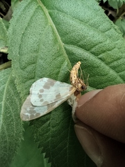 Percnia