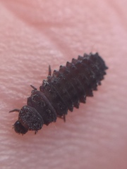 Rhyzobius ventralis