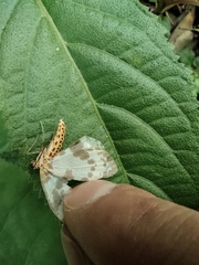 Percnia