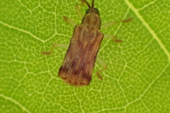 Sumitrosis rosea