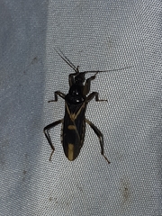 Rasahus sulcicollis