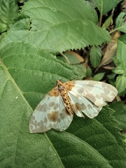 Percnia