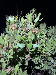 Arctostaphylos otayensis