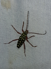 Placosternus crinicornis