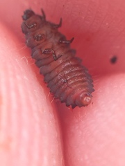 Rhyzobius ventralis