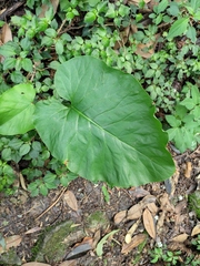 Cardiocrinum cathayanum