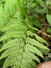 Polystichum makinoi
