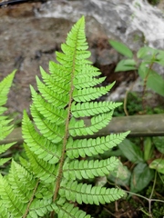 Polystichum makinoi