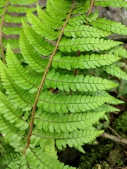 Polystichum makinoi