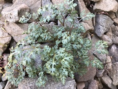 Sanicula saxatilis