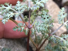 Sanicula saxatilis