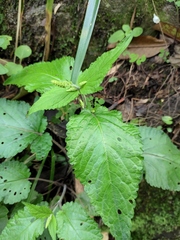 Phryma