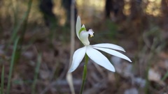 Caladenia picta