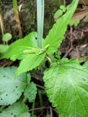 Phryma