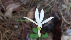 Caladenia picta