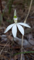 Caladenia picta
