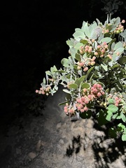 Arctostaphylos otayensis