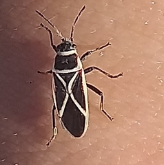 Ochrostomus pulchellus