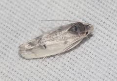 Antaeotricha irene