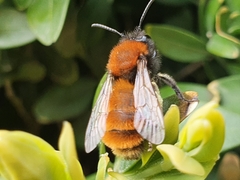 Andrena fulva