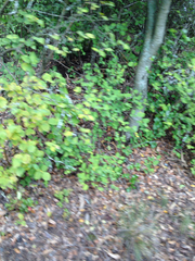 Dirca occidentalis