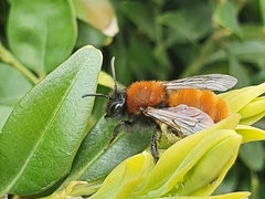 Andrena fulva