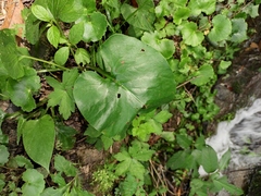 Cardiocrinum cathayanum