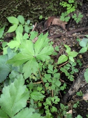 Sanicula lamelligera