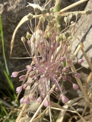 Allium daninianum