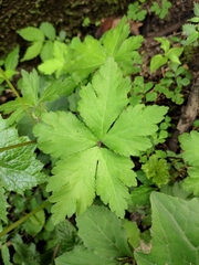 Sanicula lamelligera