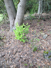 Dirca occidentalis