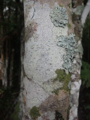 Pertusaria subplanaica
