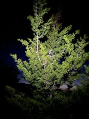 Cupressus forbesii