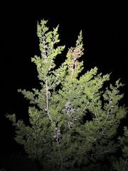 Cupressus forbesii