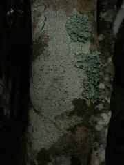 Pertusaria subplanaica