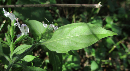 Hypoestes forskaolii image